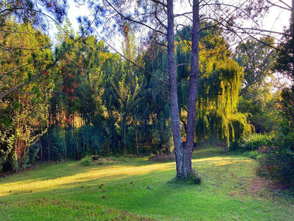 Pine Valley Lanseria Johannesburg Gauteng South Africa Forest, Nature, Plant, Tree, Wood