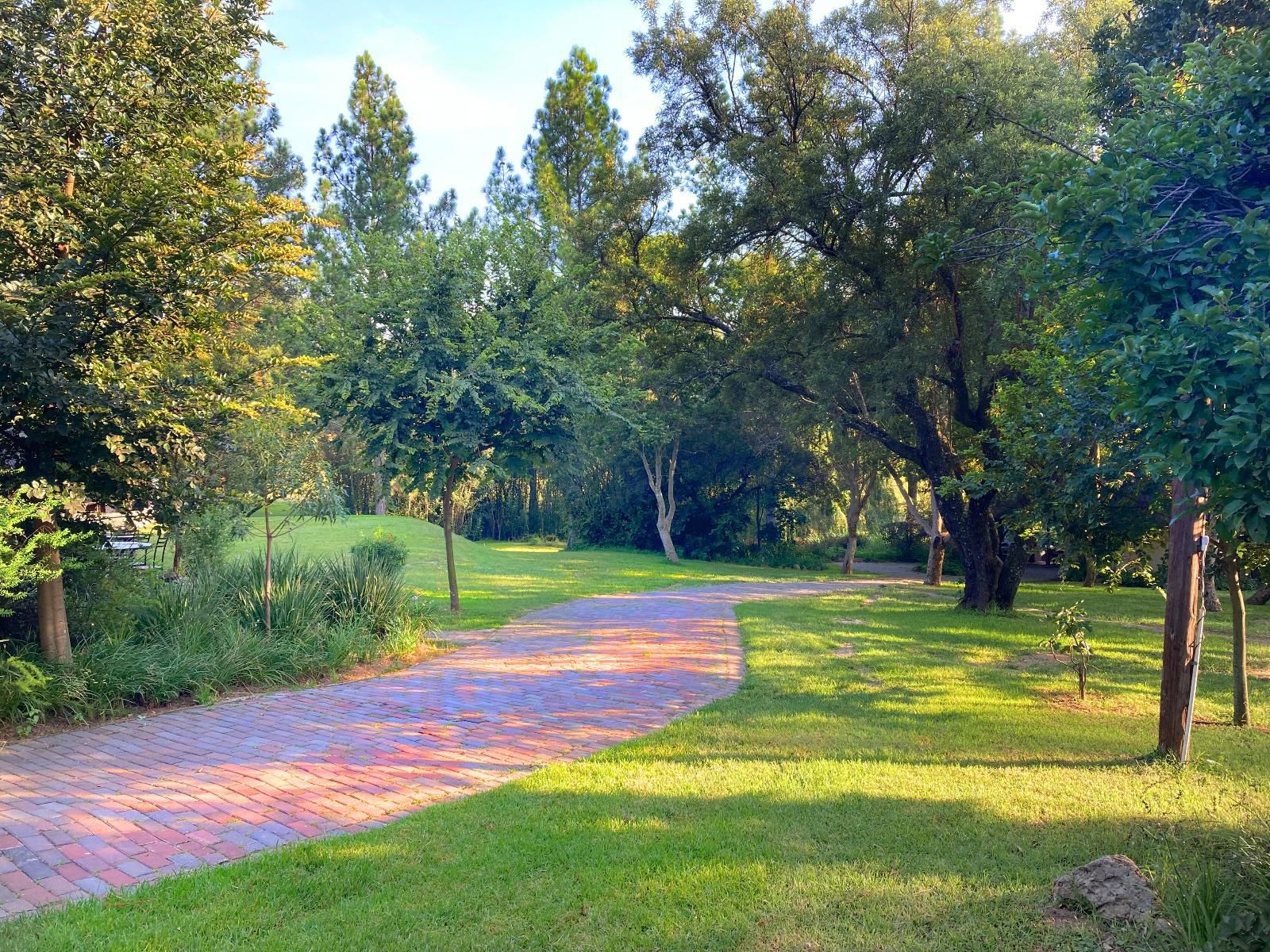 Pine Valley Lanseria Johannesburg Gauteng South Africa Tree, Plant, Nature, Wood