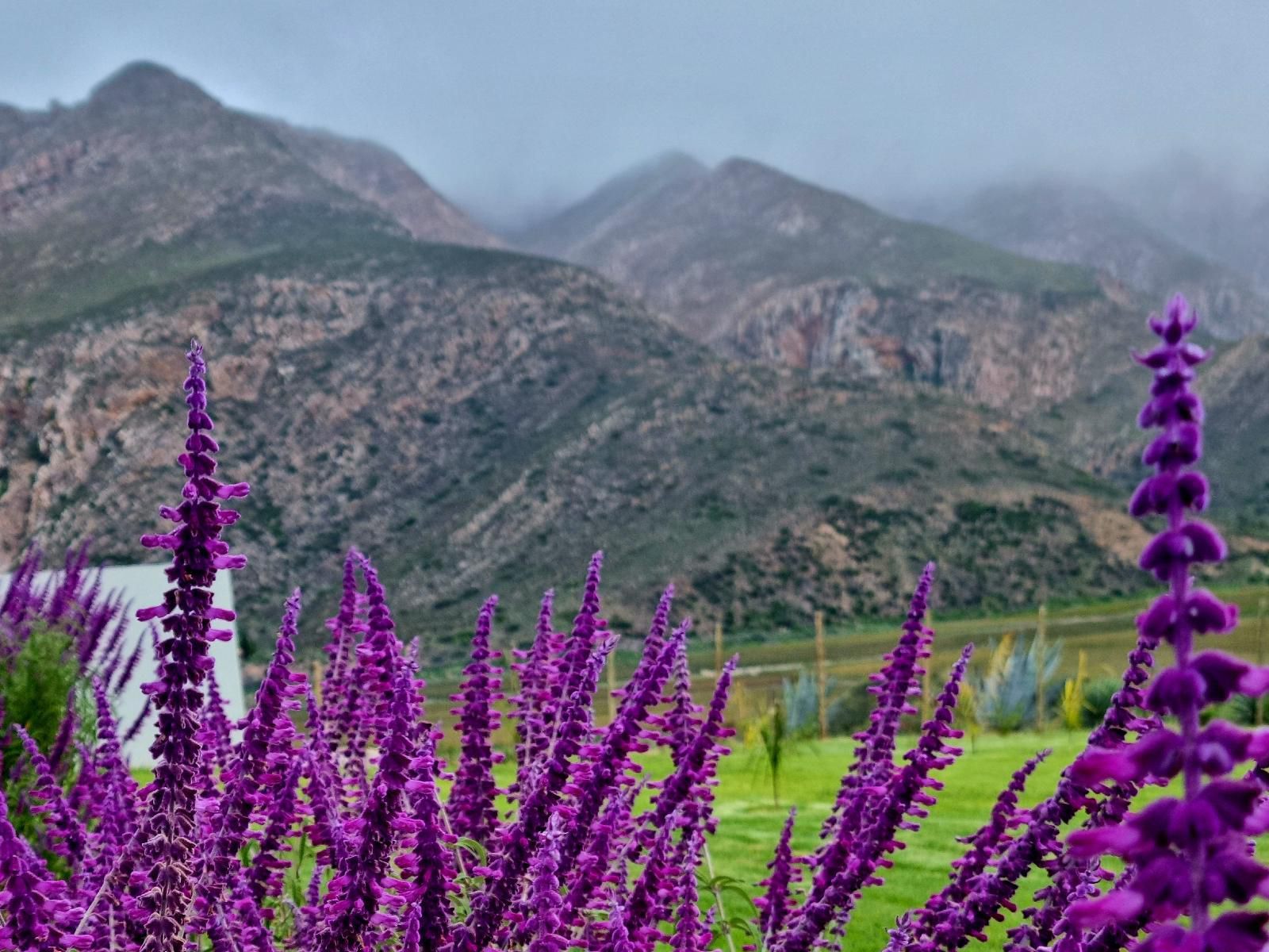 Pjure Wellness Retreat & Spa, Lavender, Nature, Plant