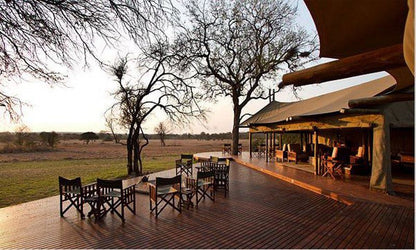 Plains Camp Rhino Walking Safaris South Kruger Park Mpumalanga South Africa 