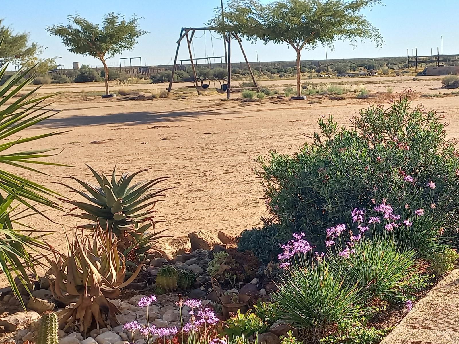 Platbakkies Farm Retreat, Cactus, Plant, Nature, Desert, Sand, Garden, Lowland