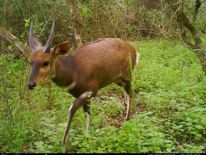 Platbos Forest Reserve, Deer, Mammal, Animal, Herbivore