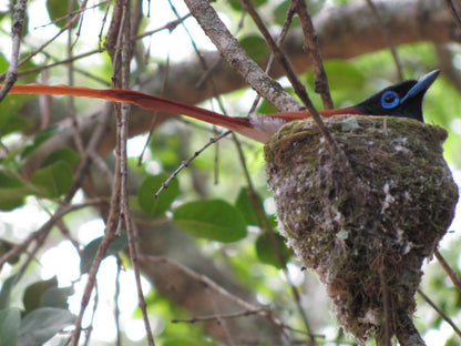 Platbos Forest Reserve, Bird, Animal, Forest, Nature, Plant, Tree, Wood