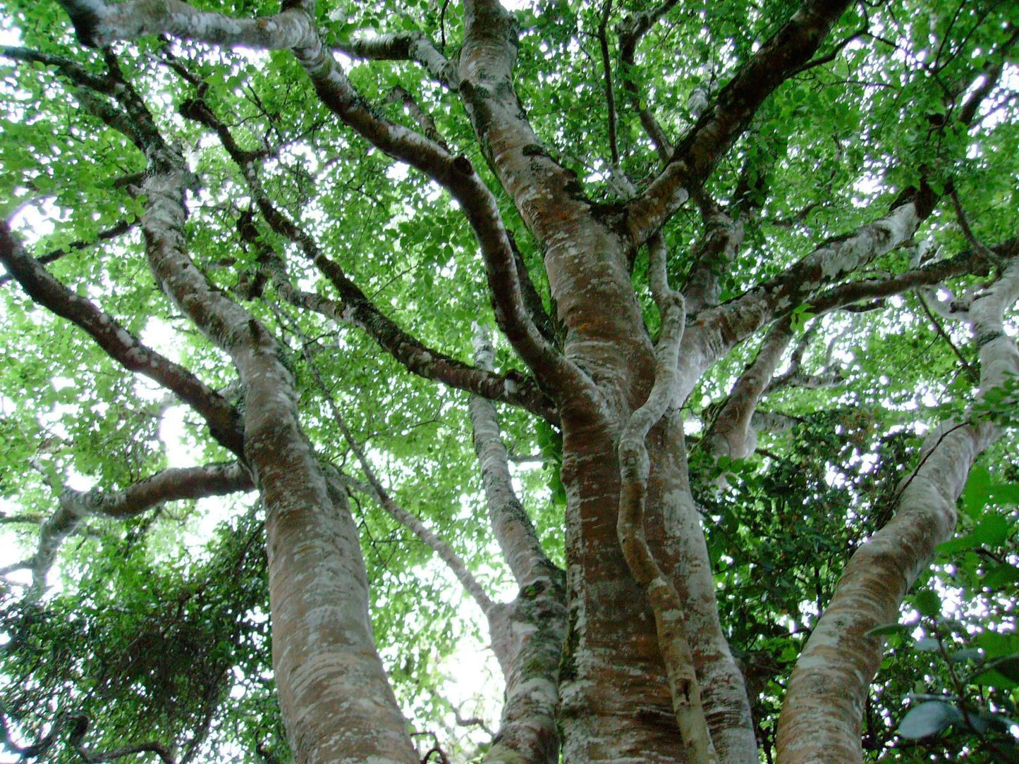 Platbos Forest Reserve, Forest, Nature, Plant, Tree, Wood