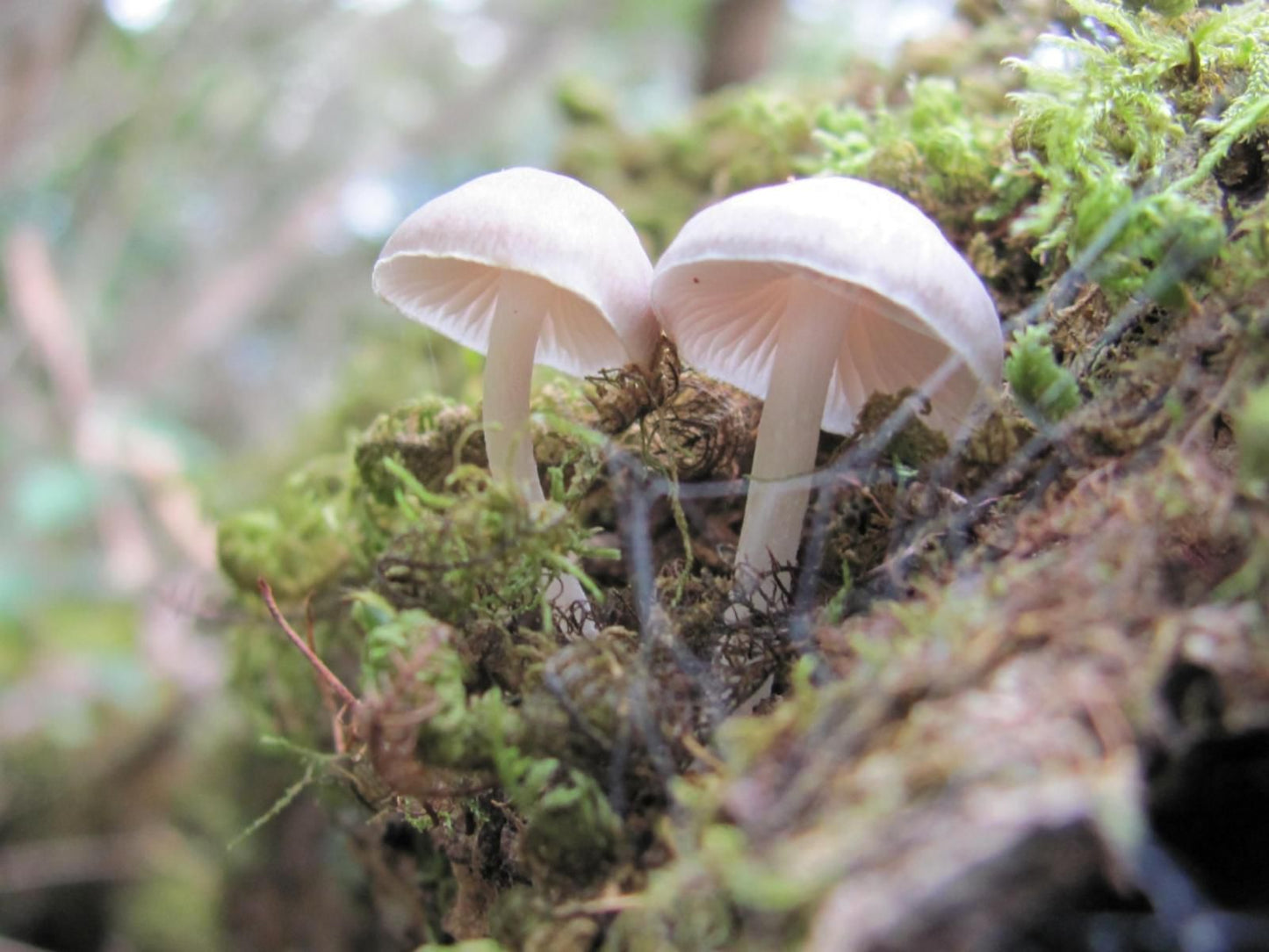 Platbos Forest Reserve, Mushroom, Nature