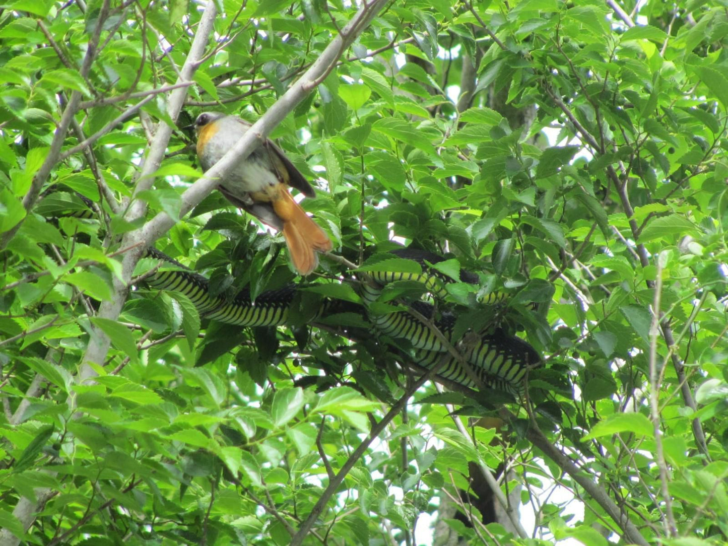 Platbos Forest Reserve