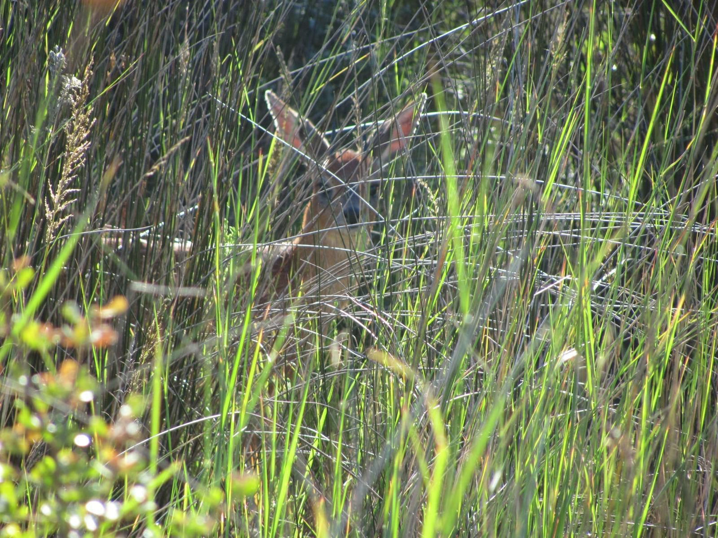 Platbos Forest Reserve, Kingfisher, Bird, Animal