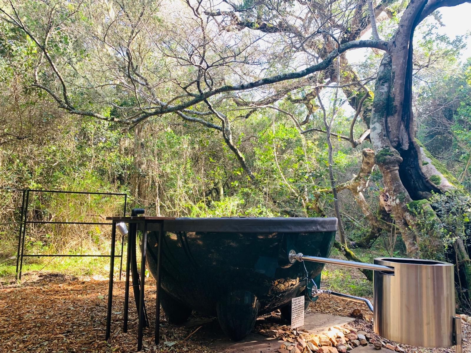 Platbos Forest Reserve, Olive Cabin, Forest, Nature, Plant, Tree, Wood