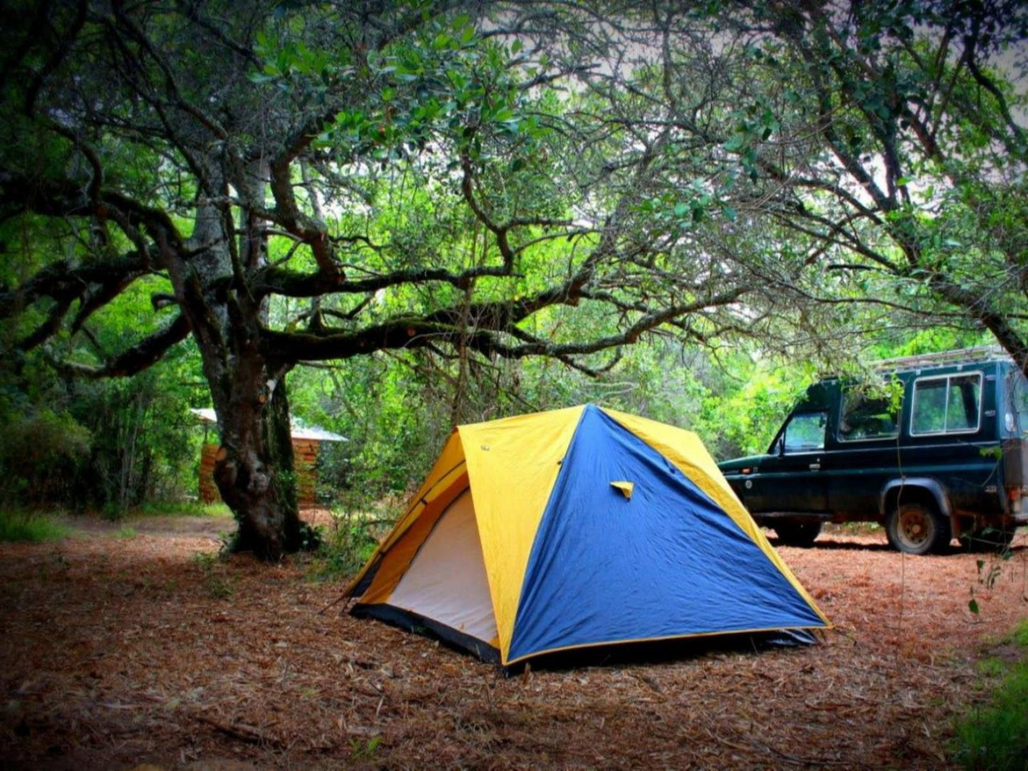 Platbos Forest Reserve, Owl Camp, Forest, Nature, Plant, Tree, Wood, Tent, Architecture