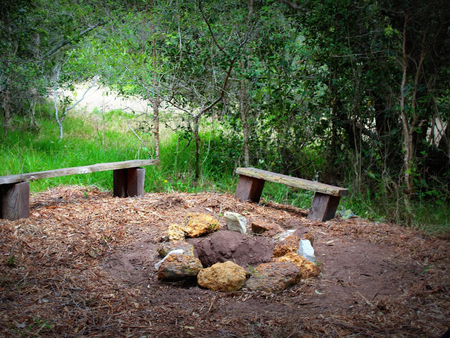 Platbos Forest Reserve, Owl Camp, Forest, Nature, Plant, Tree, Wood