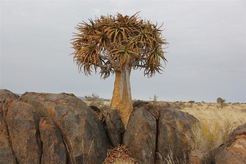 Plato Lodge Augrabies Northern Cape South Africa Cactus, Plant, Nature, Desert, Sand