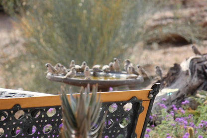 Plato Lodge Augrabies Northern Cape South Africa Bird, Animal