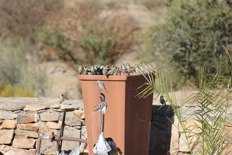 Plato Lodge Augrabies Northern Cape South Africa 