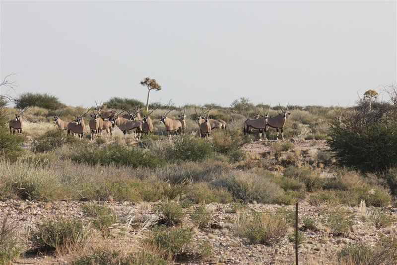 Plato Lodge Augrabies Northern Cape South Africa Gnu, Mammal, Animal, Herbivore, Desert, Nature, Sand, Lowland