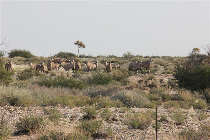 Plato Lodge Augrabies Northern Cape South Africa Gnu, Mammal, Animal, Herbivore, Desert, Nature, Sand, Lowland