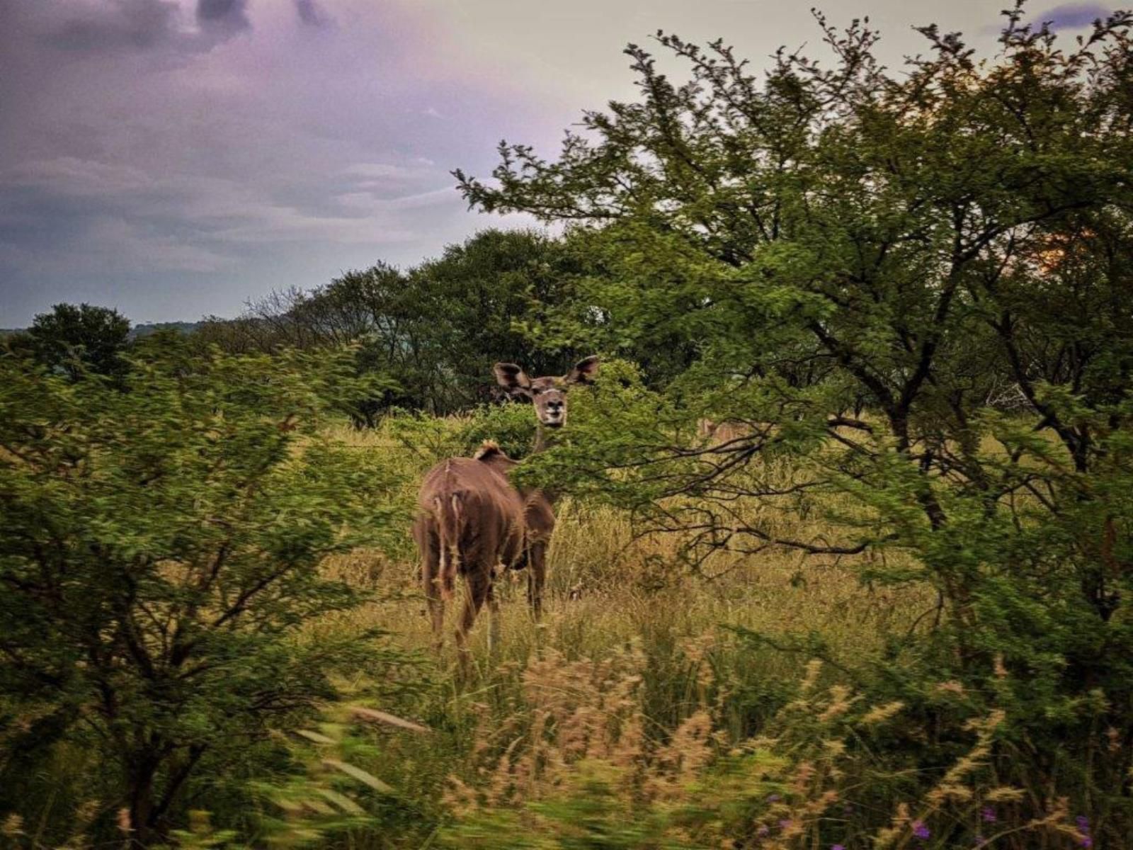 Platrand Lodge Ladysmith Kwazulu Natal Kwazulu Natal South Africa Animal