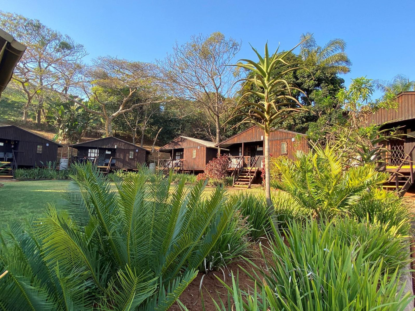 Pleasant Waters Lodge And Conference Venue Ocean View Durban Durban Kwazulu Natal South Africa Complementary Colors, Palm Tree, Plant, Nature, Wood