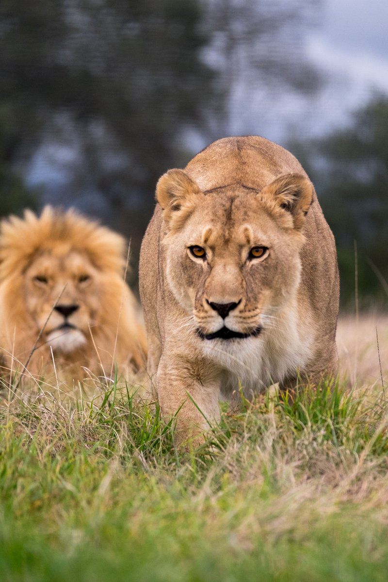 Plettenberg Bay Game Reserve Plettenberg Bay Western Cape South Africa Lion, Mammal, Animal, Big Cat, Predator