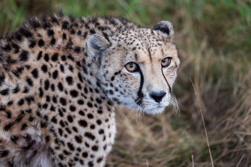 Plettenberg Bay Game Reserve Plettenberg Bay Western Cape South Africa Cheetah, Mammal, Animal, Big Cat, Predator