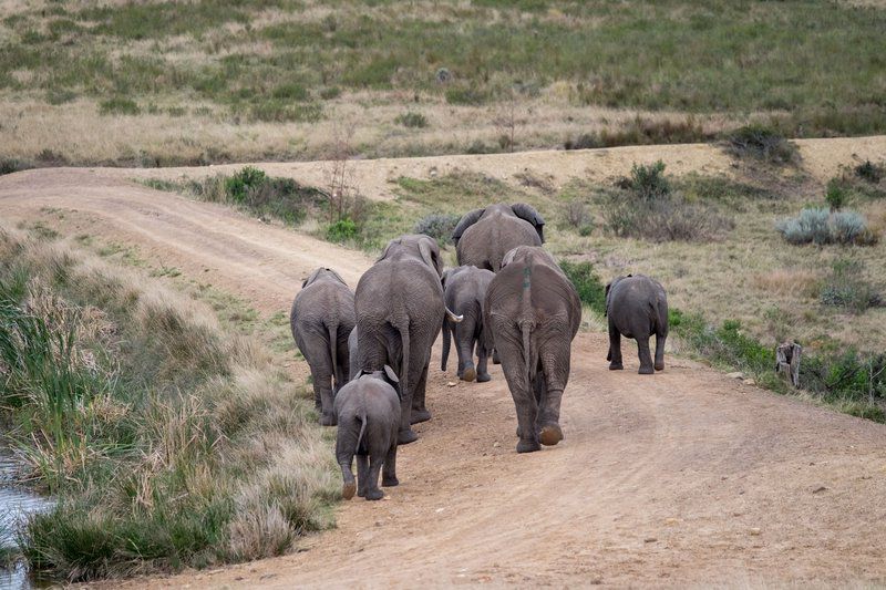 Plettenberg Bay Game Reserve Plettenberg Bay Western Cape South Africa Elephant, Mammal, Animal, Herbivore