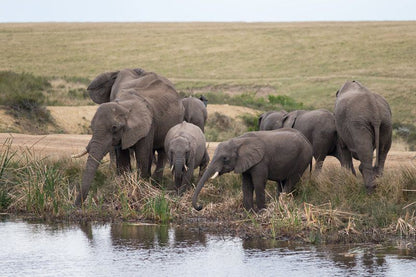 Plettenberg Bay Game Reserve Plettenberg Bay Western Cape South Africa Elephant, Mammal, Animal, Herbivore