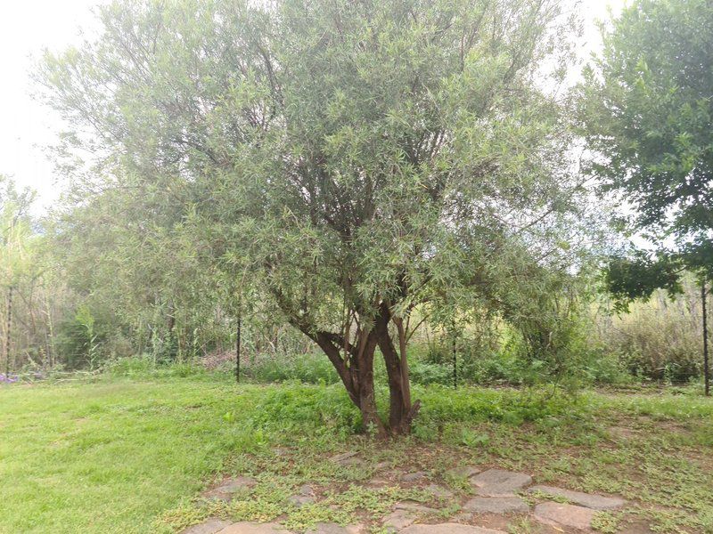 Plover Cottage Bed And Breakfast Glen Bloemfontein Free State South Africa Tree, Plant, Nature, Wood