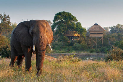Pondoro Game Lodge Balule Nature Reserve Mpumalanga South Africa Elephant, Mammal, Animal, Herbivore