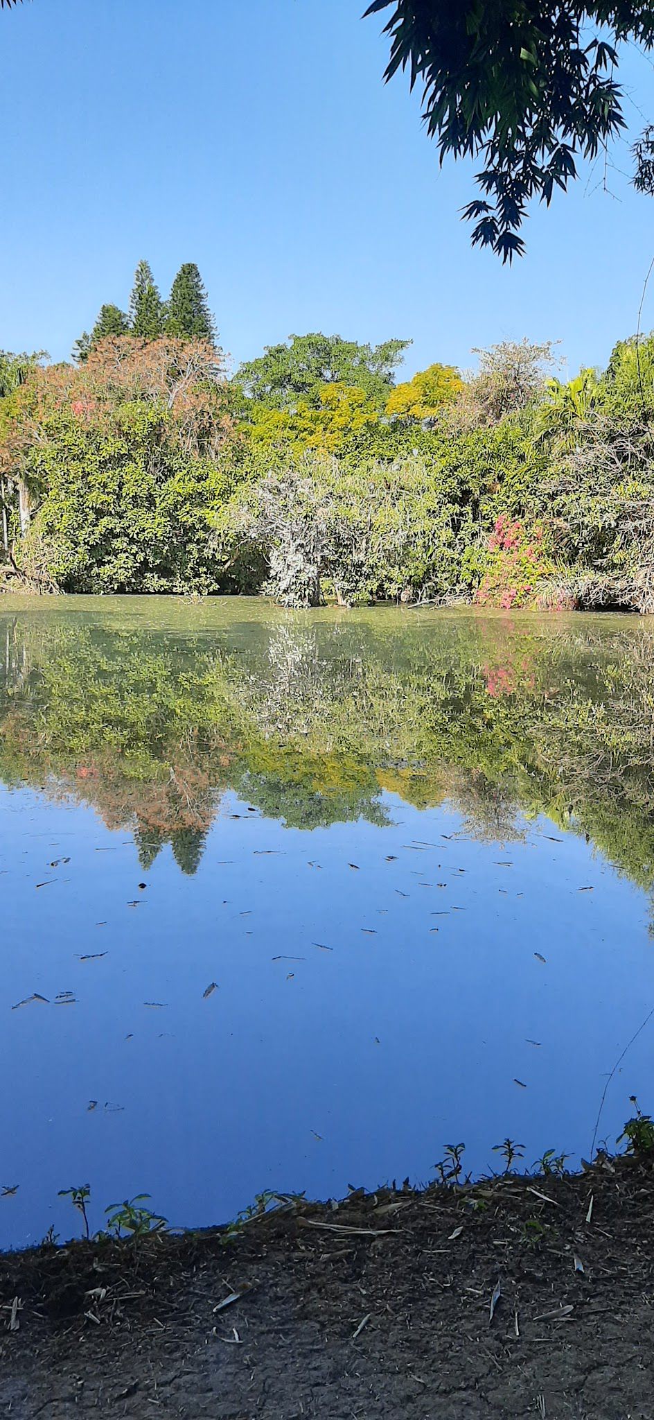 Pongola Tropical Pongola Kwazulu Natal South Africa Complementary Colors, River, Nature, Waters