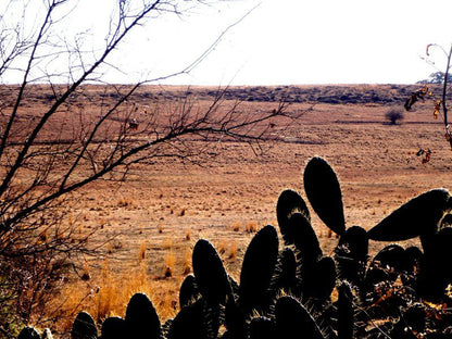 Poortje Game Farm Villiers Free State South Africa Cactus, Plant, Nature