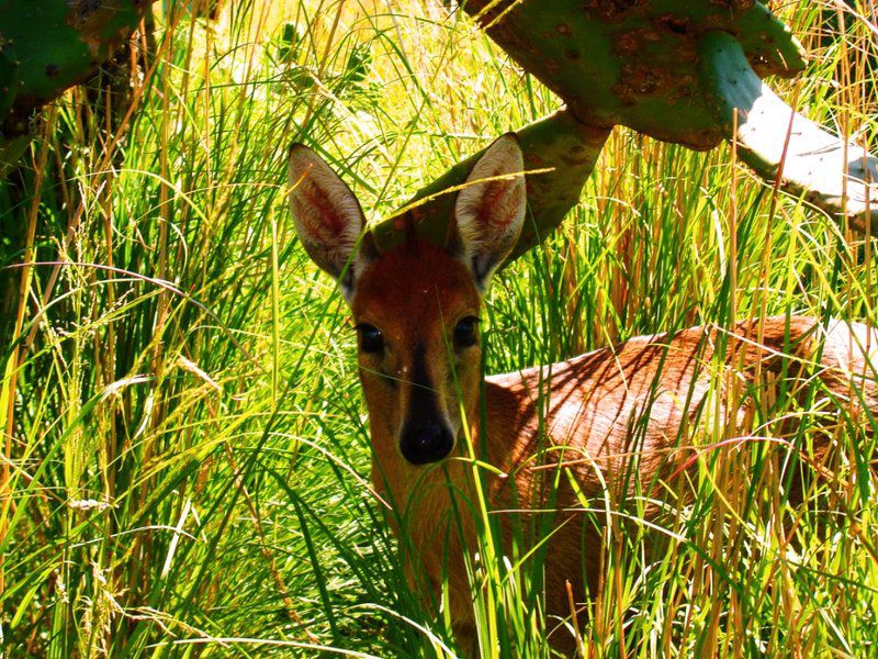 Poortje Game Farm Villiers Free State South Africa Colorful, Animal