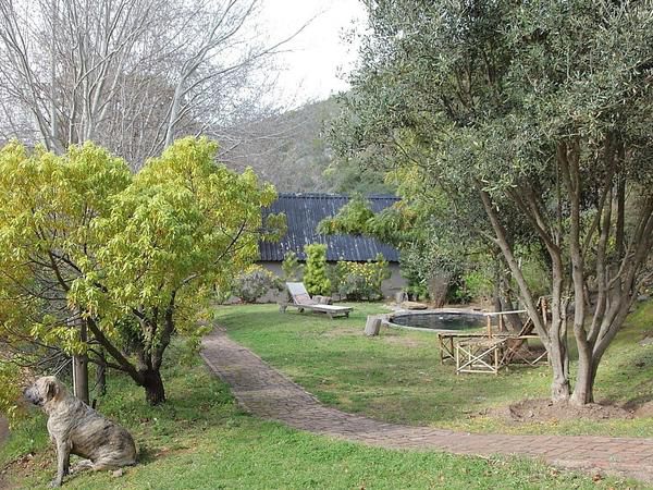 Porcupine Hills Guest Farm Bot River Western Cape South Africa Plant, Nature, Tree, Wood, Garden