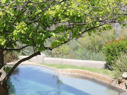Porcupine Hills Guest Farm Bot River Western Cape South Africa Garden, Nature, Plant, Swimming Pool
