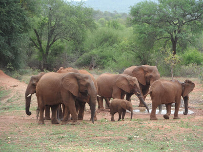 Porcupine Ridge Guest House Sabie Mpumalanga South Africa Elephant, Mammal, Animal, Herbivore