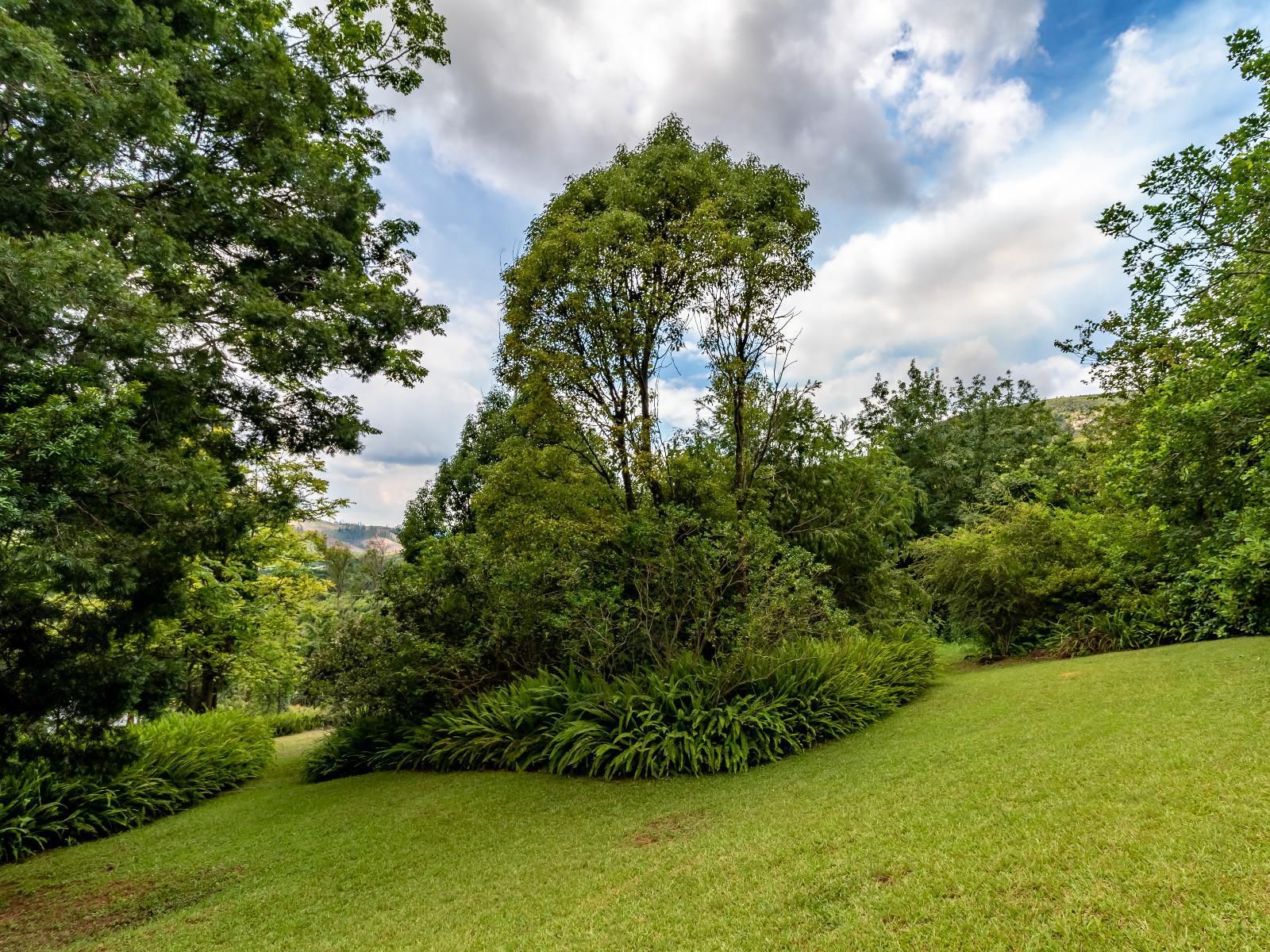 Porcupine Ridge Guest House Sabie Mpumalanga South Africa Plant, Nature, Tree, Wood, Garden