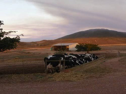 Potteberg Guest Farm Bredasdorp Western Cape South Africa 