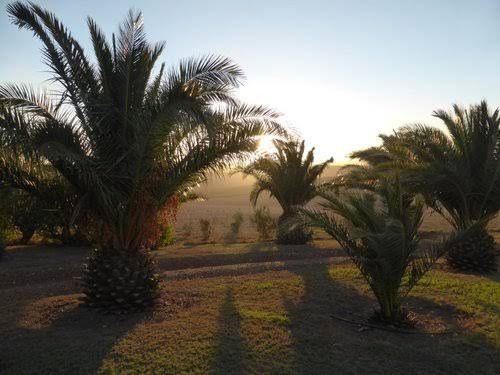 Potteberg Guest Farm Bredasdorp Western Cape South Africa Palm Tree, Plant, Nature, Wood