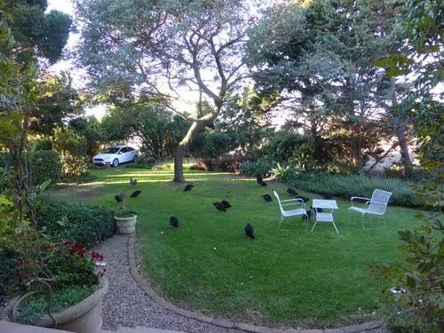 Potteberg Guest Farm Bredasdorp Western Cape South Africa Bird, Animal, Plant, Nature, Garden