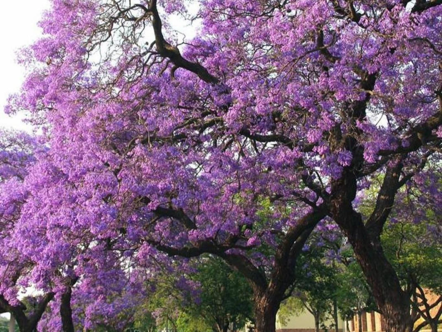 Pretoria Country Club, Blossom, Plant, Nature