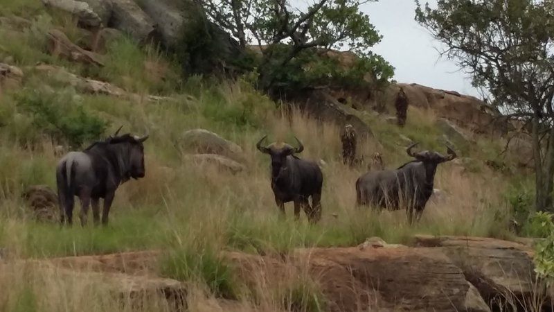 Pride Rock Safari Louwsburg Kwazulu Natal South Africa Gnu, Mammal, Animal, Herbivore, Water Buffalo