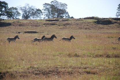 Pride Rock Safari Louwsburg Kwazulu Natal South Africa Animal