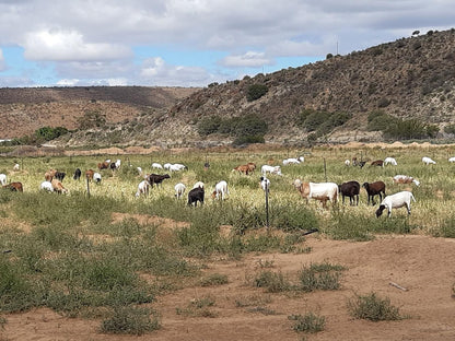 Prinspoort Klein Karoo Stay Little Karoo Western Cape South Africa Cow, Mammal, Animal, Agriculture, Farm Animal, Herbivore, Cactus, Plant, Nature, Desert, Sand