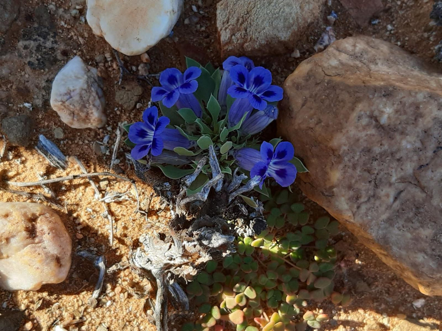 Prinspoort Klein Karoo Stay Little Karoo Western Cape South Africa Plant, Nature