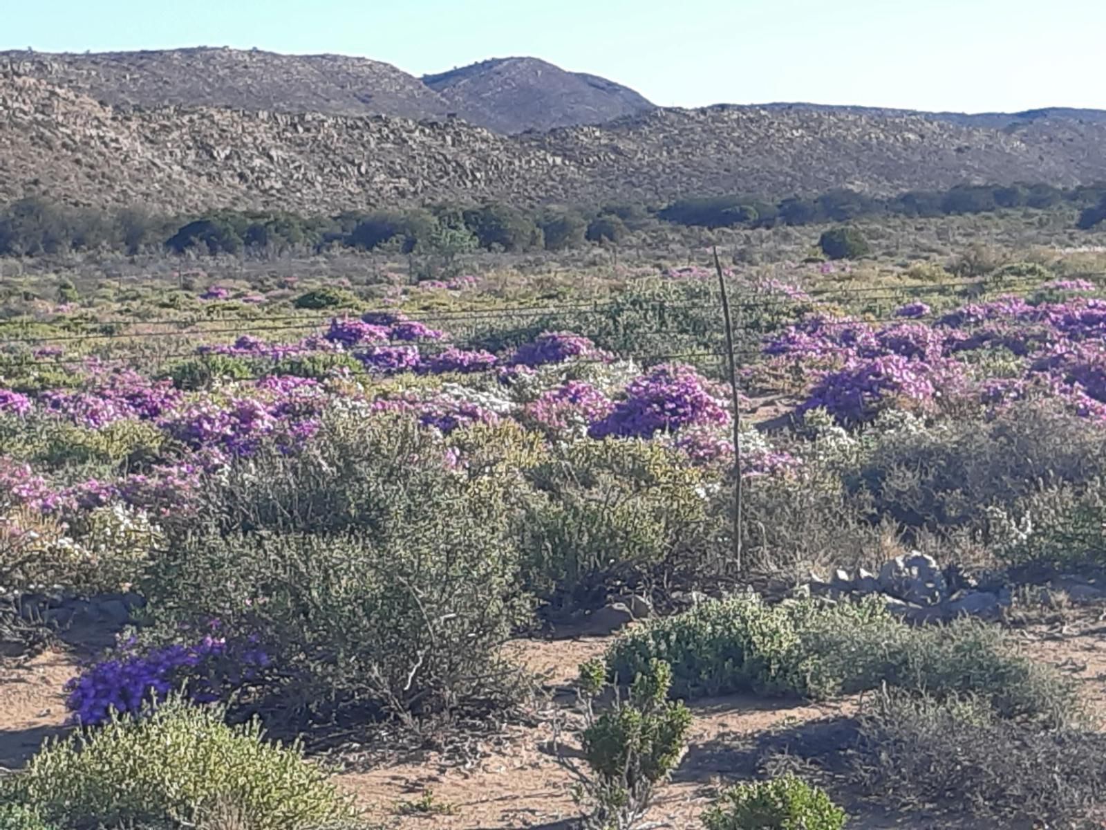 Prinspoort Klein Karoo Stay Little Karoo Western Cape South Africa Cactus, Plant, Nature, Lavender, Desert, Sand