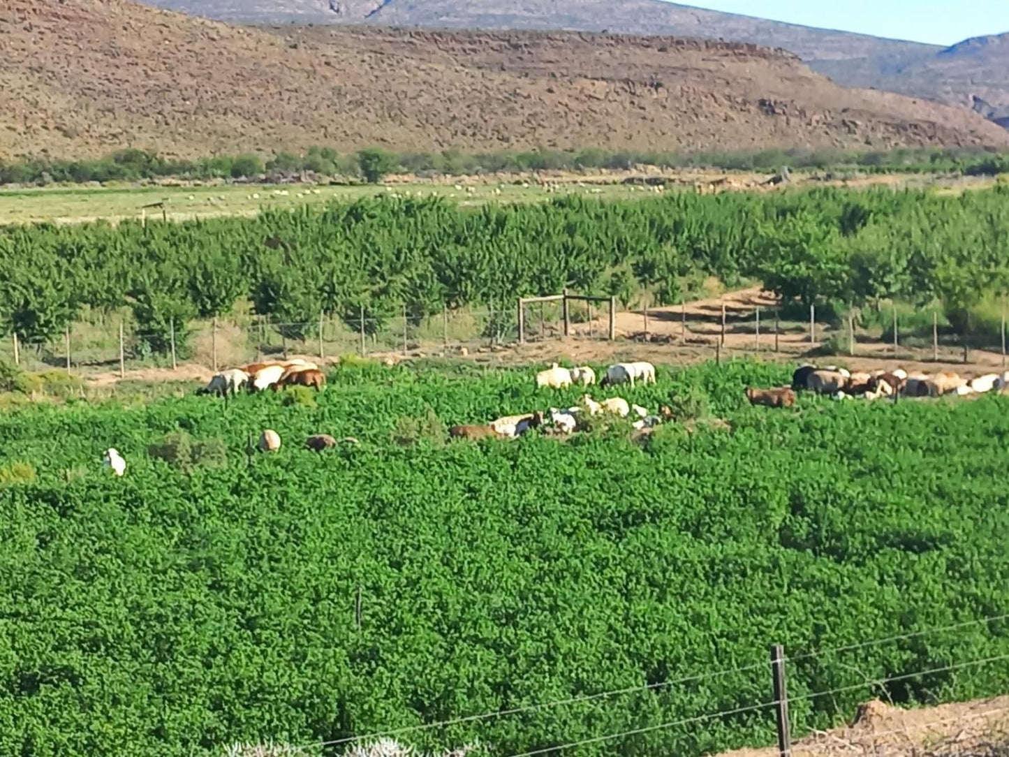 Prinspoort Klein Karoo Stay Little Karoo Western Cape South Africa Field, Nature, Agriculture, Tractor, Vehicle