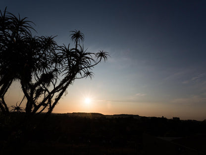 Pristine Pinetown Durban Kwazulu Natal South Africa Palm Tree, Plant, Nature, Wood, Sky, Sunset