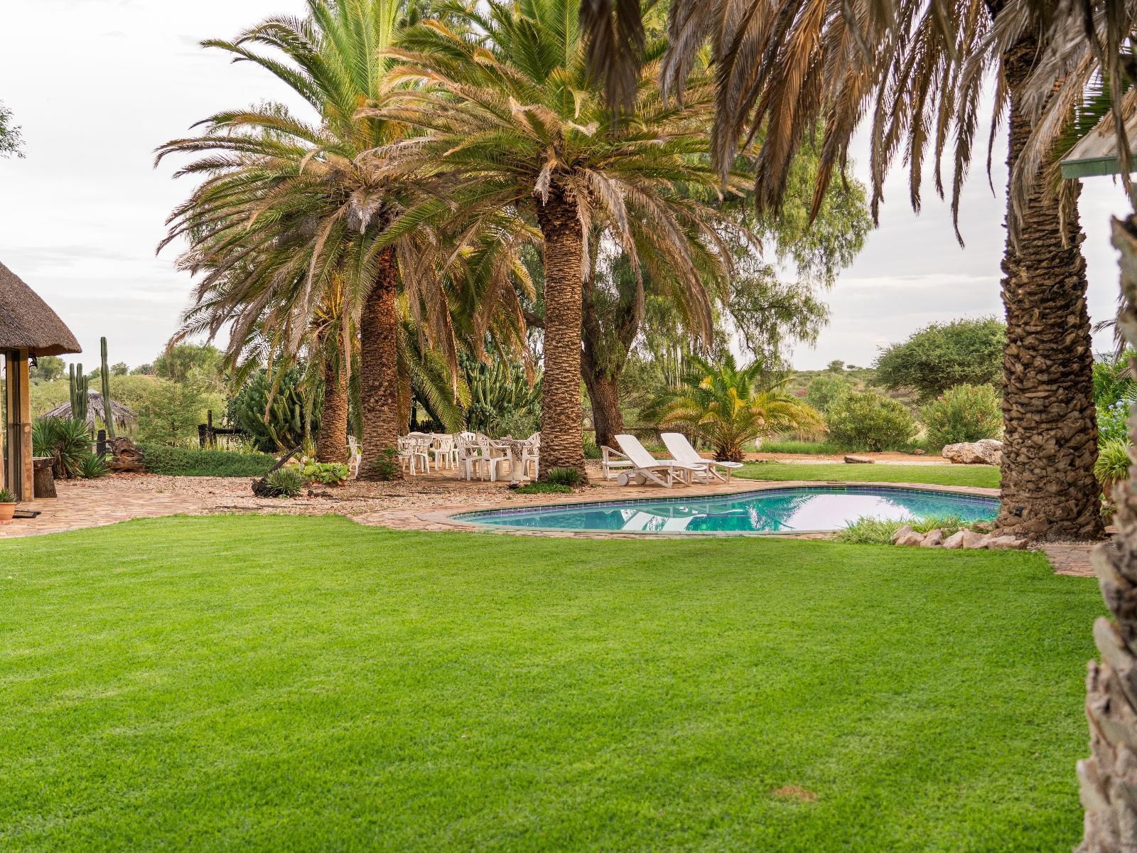 Progress Guest Farm, Palm Tree, Plant, Nature, Wood, Garden, Swimming Pool