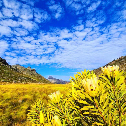 Protea Chalet Clanwilliam Western Cape South Africa Complementary Colors, Colorful, Plant, Nature