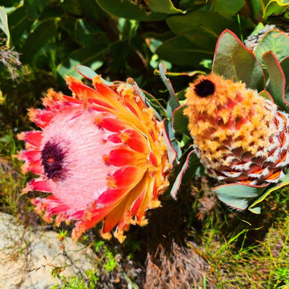 Protea Chalet Clanwilliam Western Cape South Africa Colorful, Plant, Nature