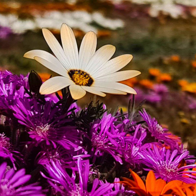 Protea Chalet Clanwilliam Western Cape South Africa Daisy, Flower, Plant, Nature, Bokeh