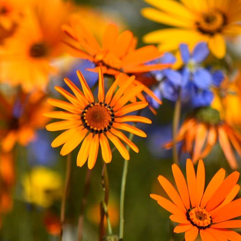 Protea Chalet Clanwilliam Western Cape South Africa Colorful, Daisy, Flower, Plant, Nature, Sunflower